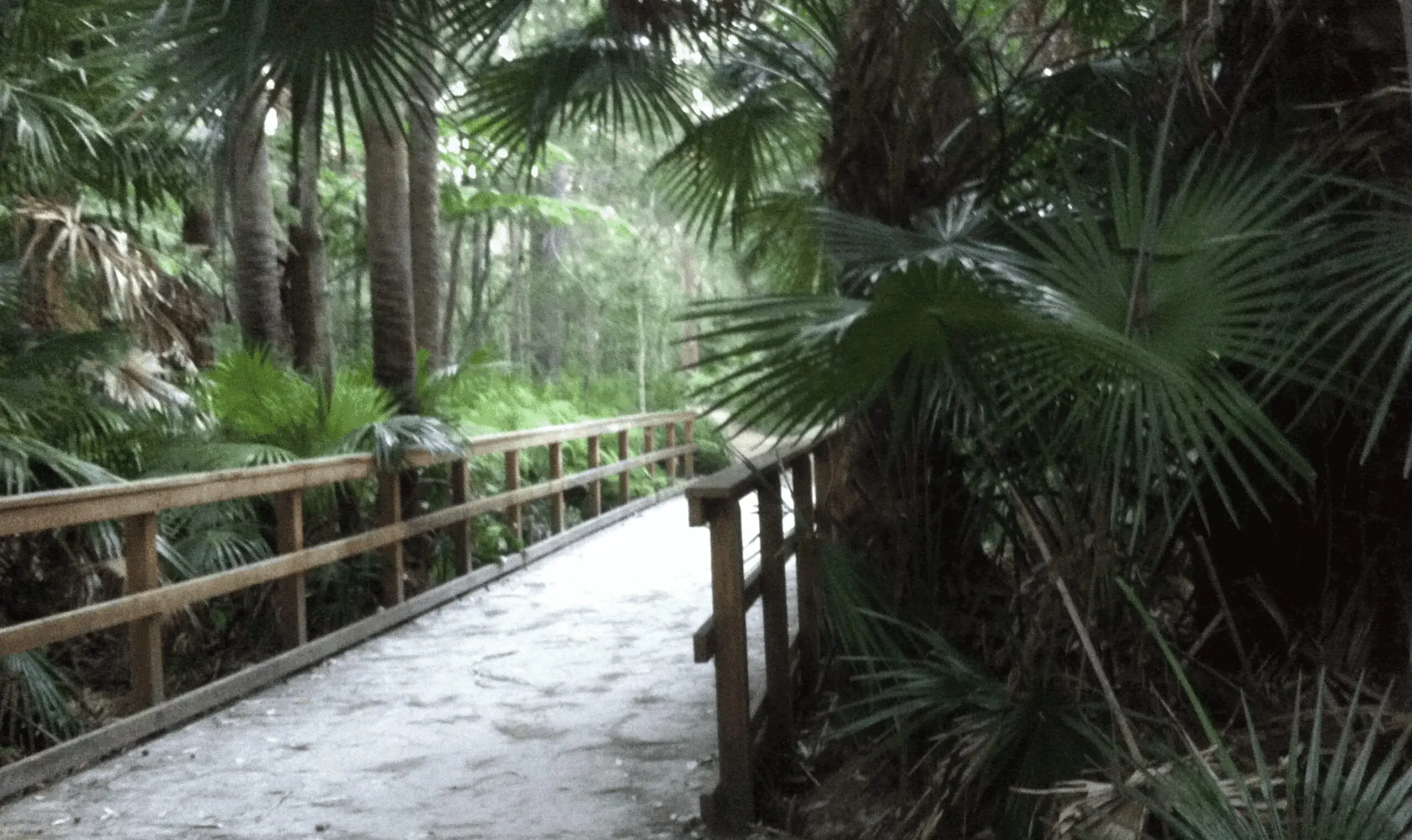 Timber boardwalk winding through lush bushland in South Creek Reserve, part of the scenic Narrabeen Lagoon Bush Trail near Wheeler Heights.